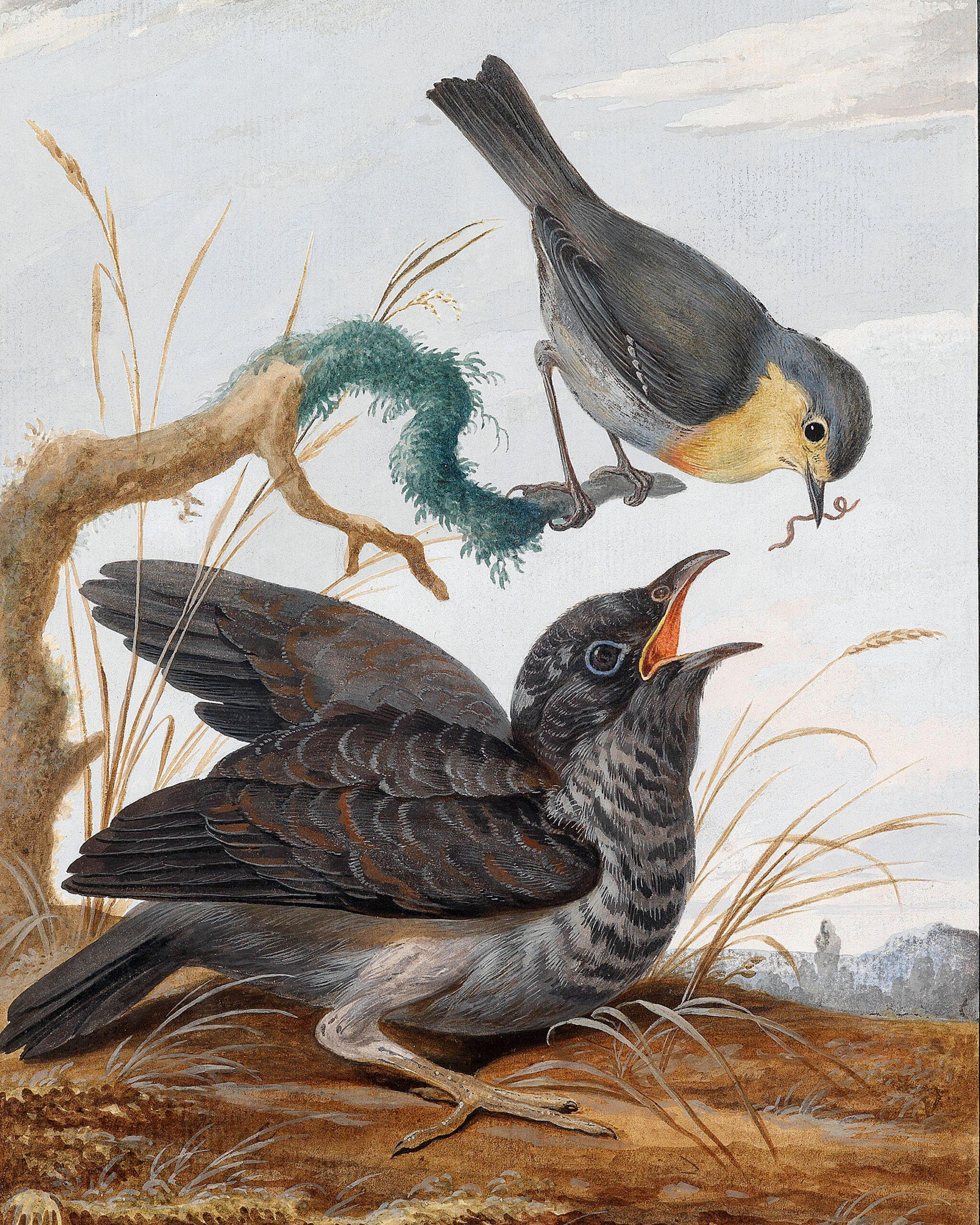 a cuckoo chick being fed by a robin