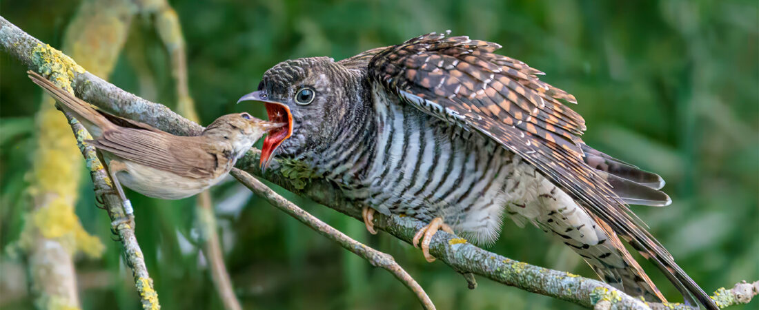 Bad Parenting, Bird Edition: The Cuckoo