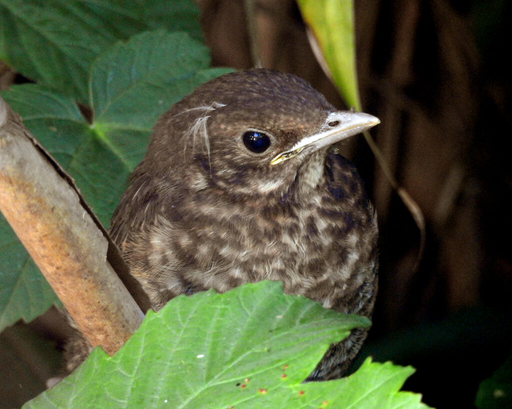 blackbird fledgling photo