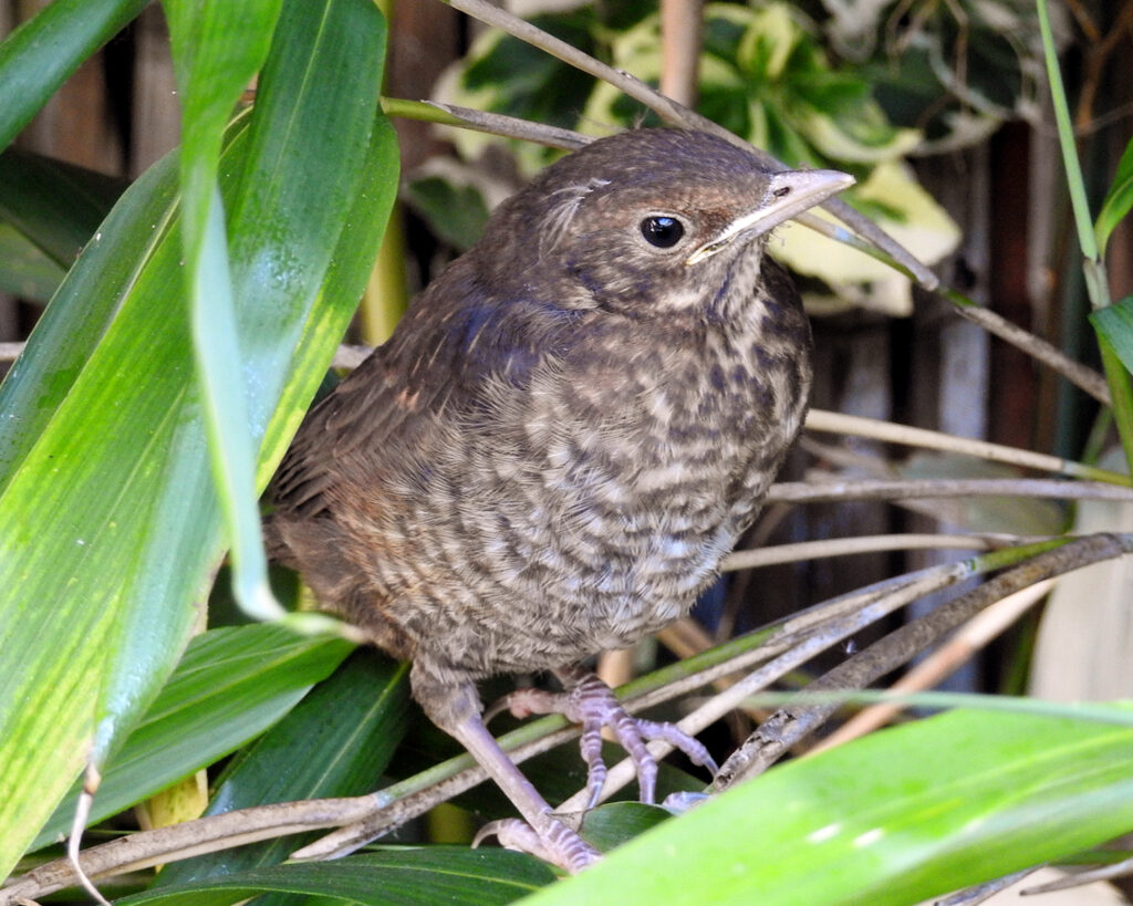 blackbird fledgling photo