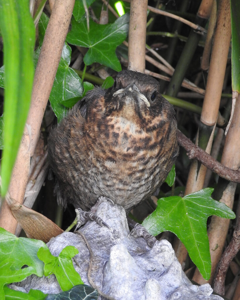 blackbird fledgling photo