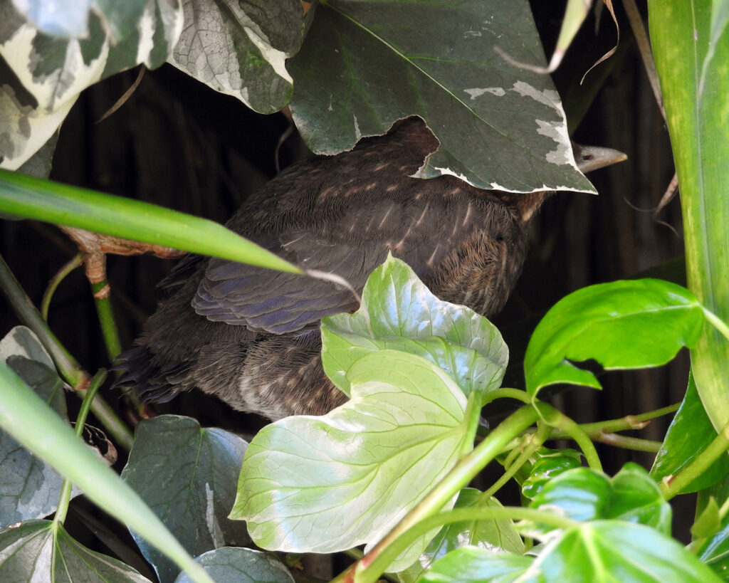 blackbird fledgling