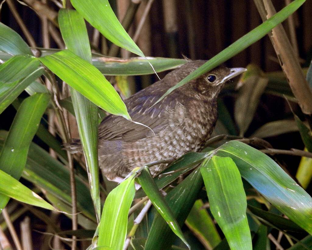 blackbird fledgling