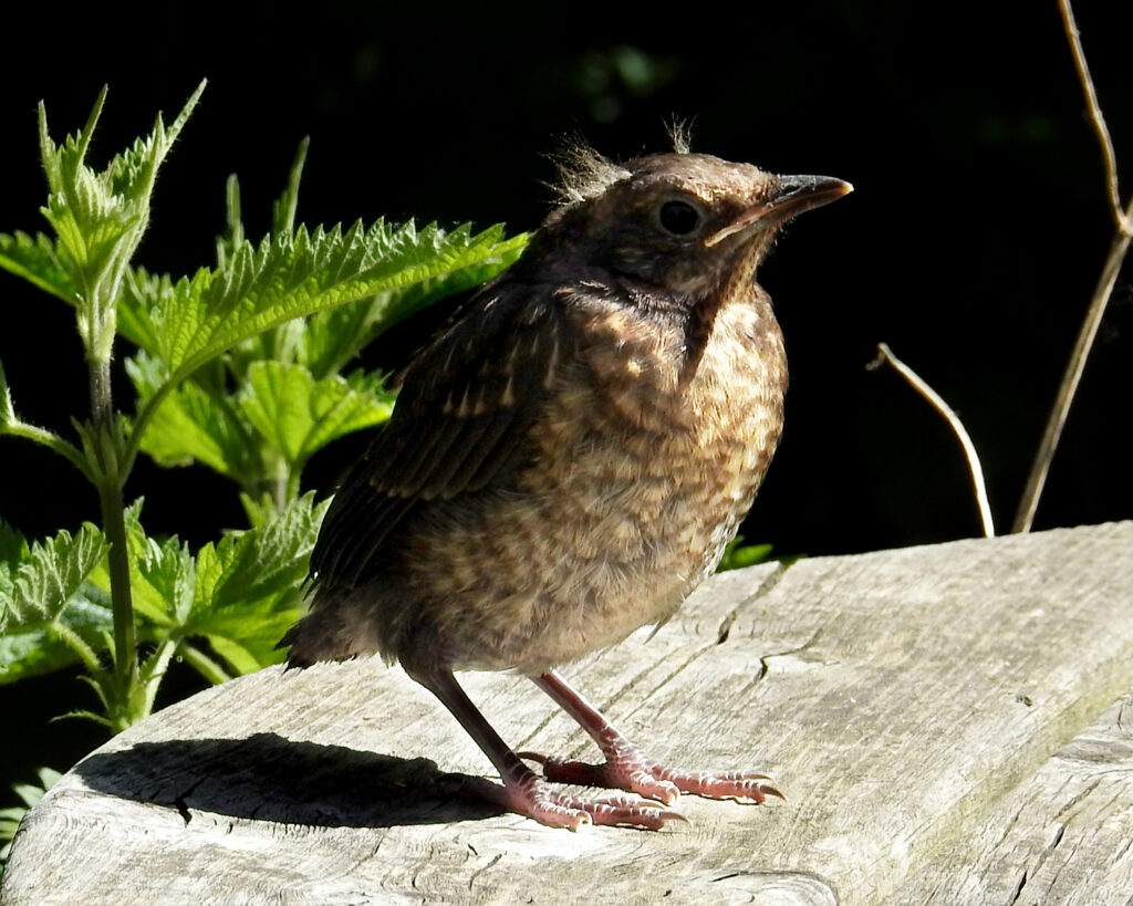 blackbird fledgling, full body close up photo