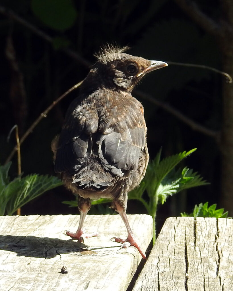 blackbird fledgling, full body close up photo