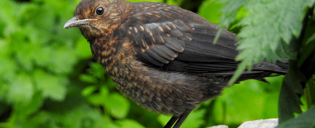 Grumpy Teenager – Blackbird Chicks Update