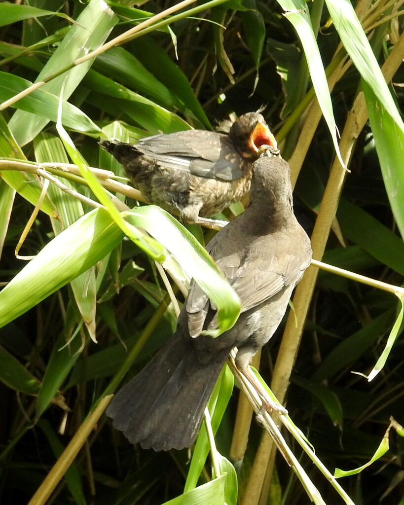 female blackbird feeding a blackbird fledgling