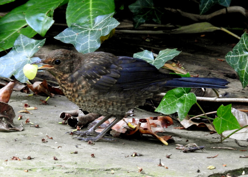 juvenile blackbird