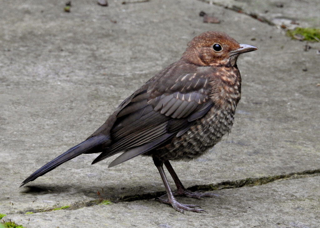 juvenile blackbird