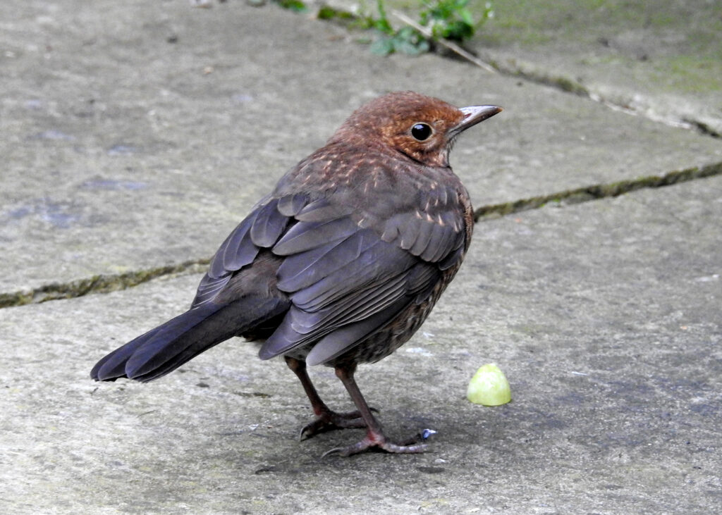 juvenile blackbird