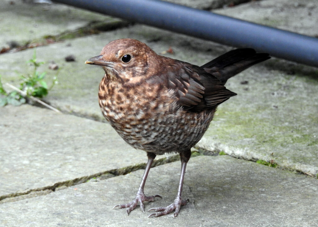 juvenile blackbird