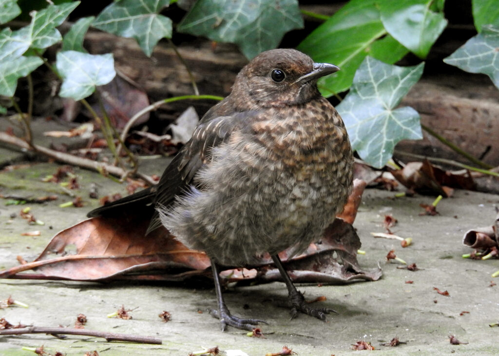 juvenile blackbird