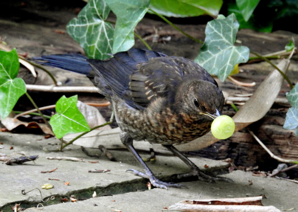juvenile blackbird