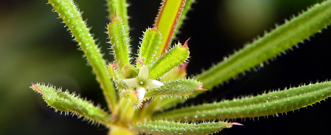 Sticky Willy: A Clingy Botanical Mastermind