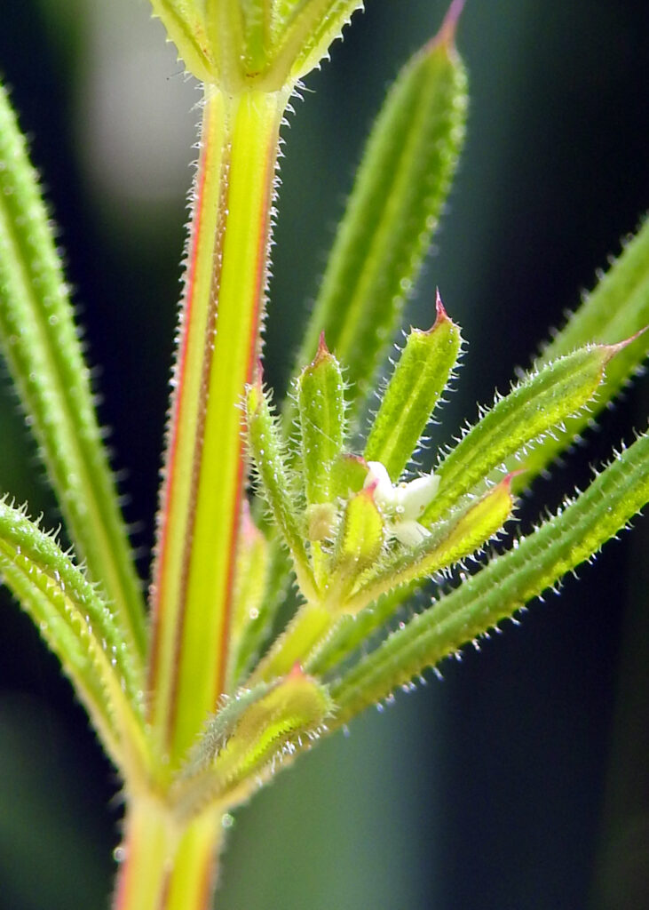 Photo of cleavers, sticky willy, goosegrass. A garden weed with little white flowers. Closeup of spikes on leaves and stem.
