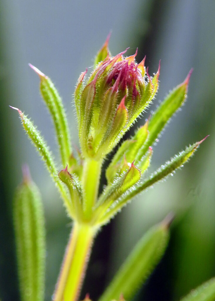 Photo of cleavers, sticky willy, goosegrass. A garden weed with little white flowers. Closeup of spikes on leaves and stem.