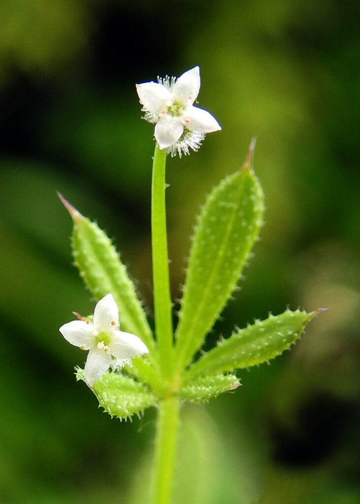 Photo of cleavers, sticky willy, goosegrass. A garden weed with little white flowers.