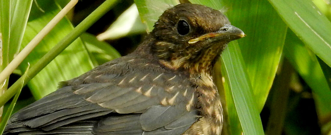 Meet the Grumpy Babies: Blackbird Fledglings in My Garden