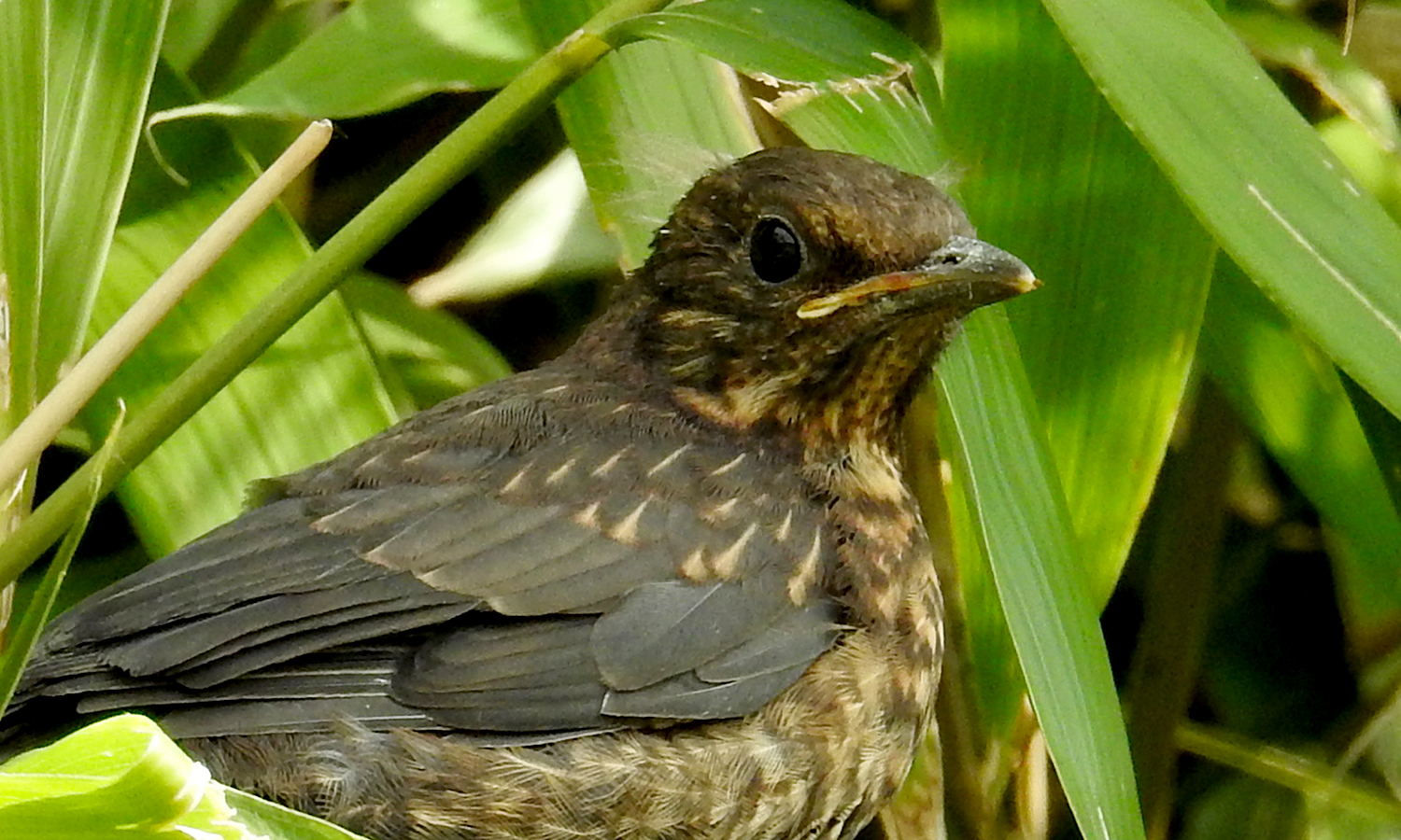 Meet the Grumpy Babies: Blackbird Fledglings in My Garden