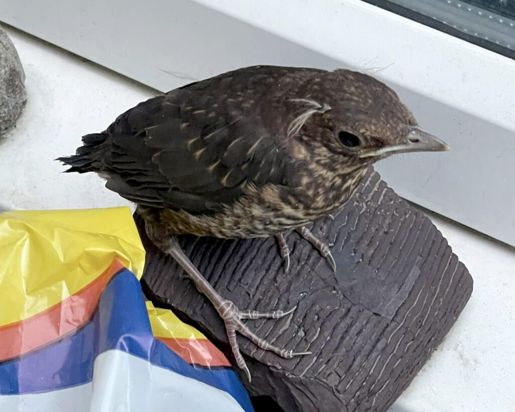blackbird fledgling