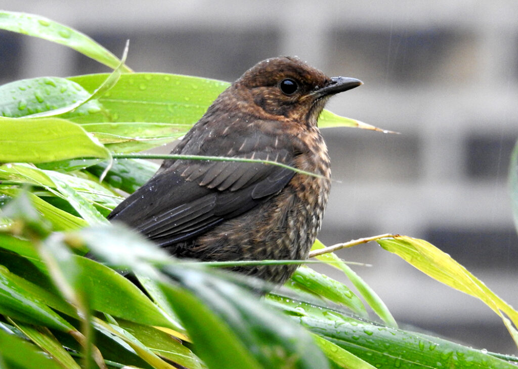juvenile blackbird