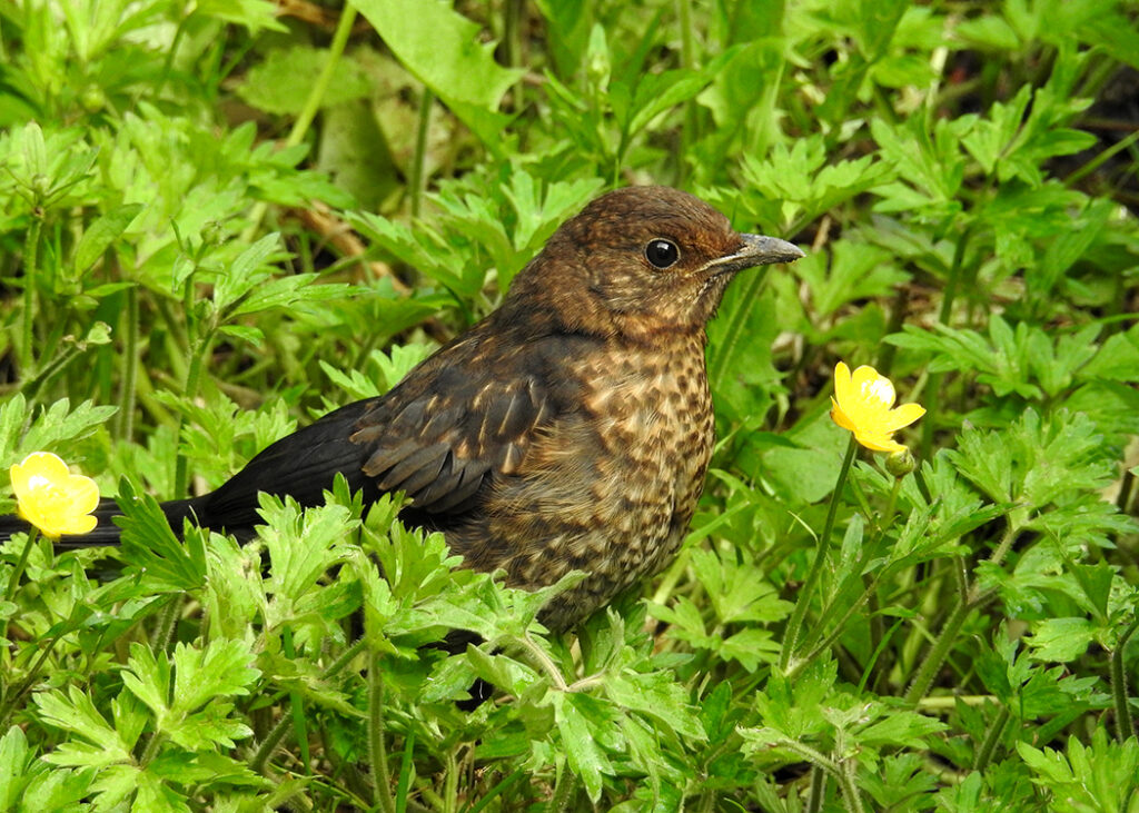 juvenile blackbird