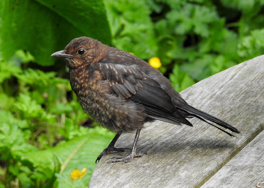 juvenile blackbird