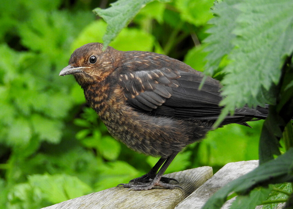 juvenile blackbird