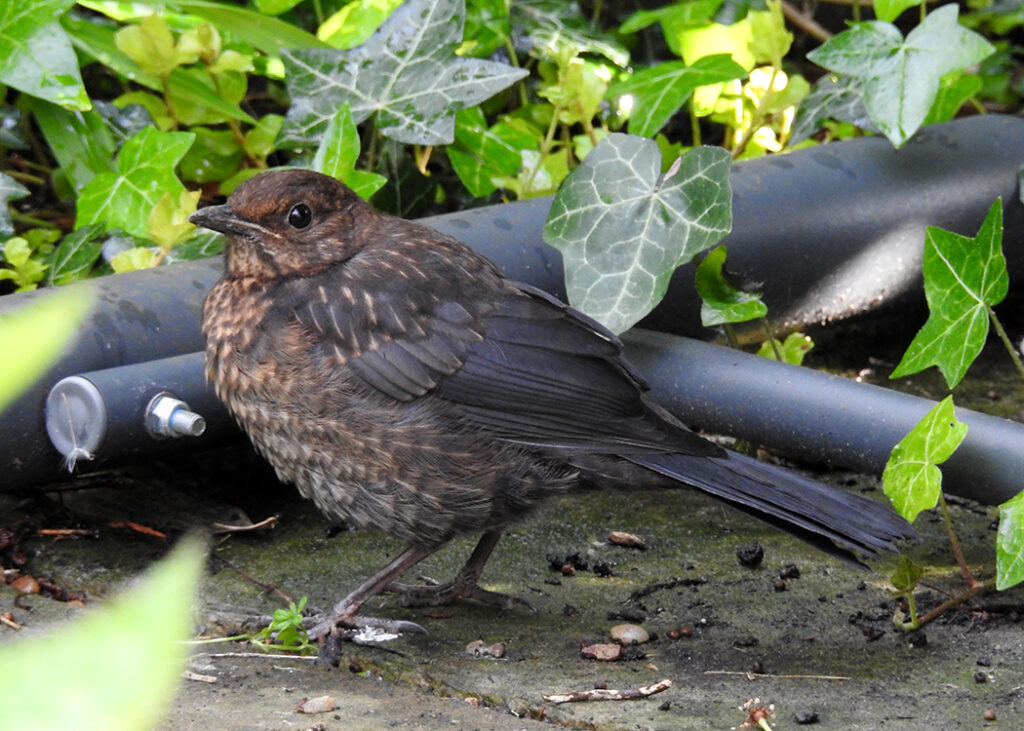 juvenile blackbird
