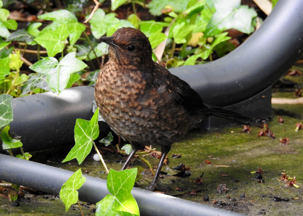 juvenile blackbird