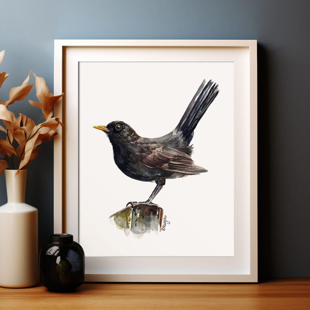 Male blackbird watercolour painting