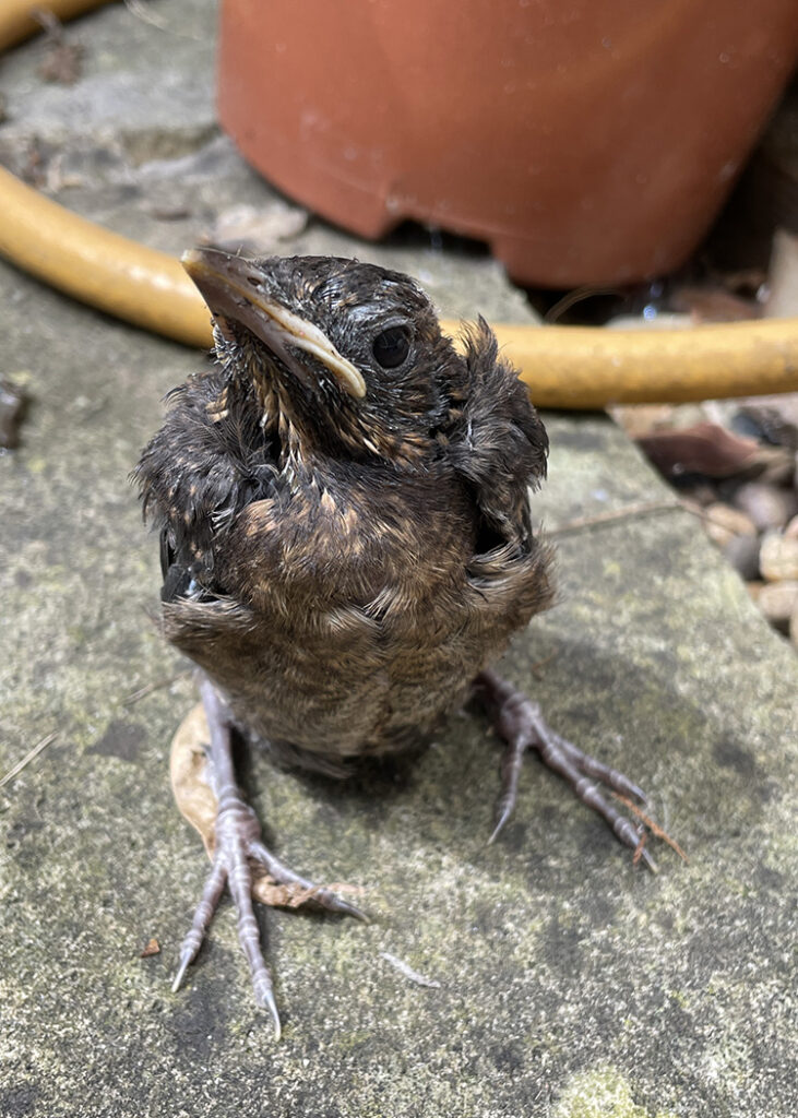 blackbird fledgling