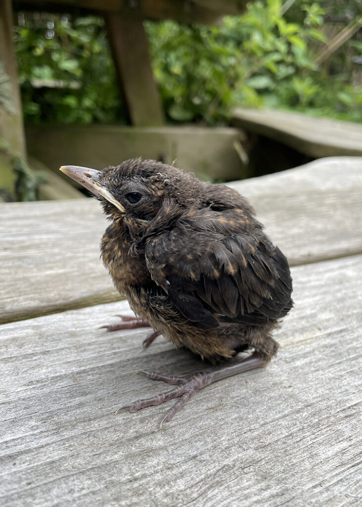 blackbird fledgling