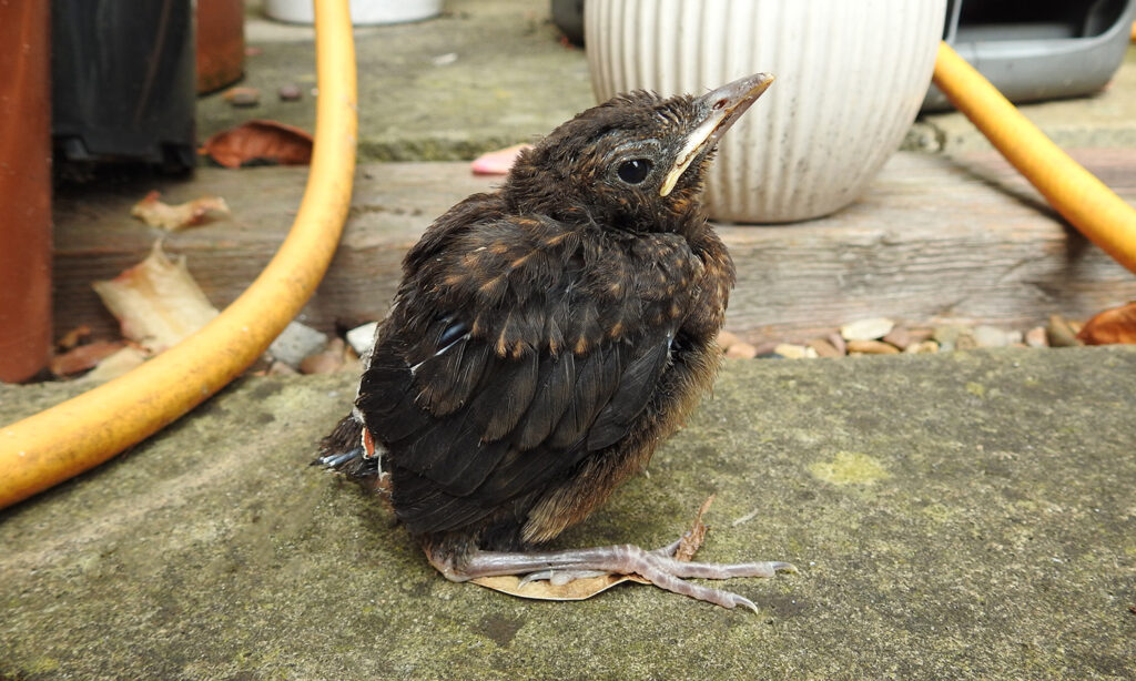 blackbird fledgling