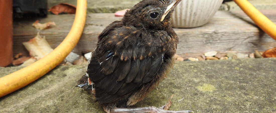 My Sleepy Little Buddy – Blackbird Family 2.0