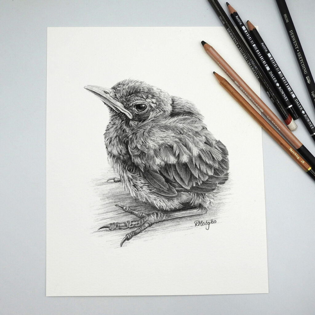 original drawing of a blackbird fledgling