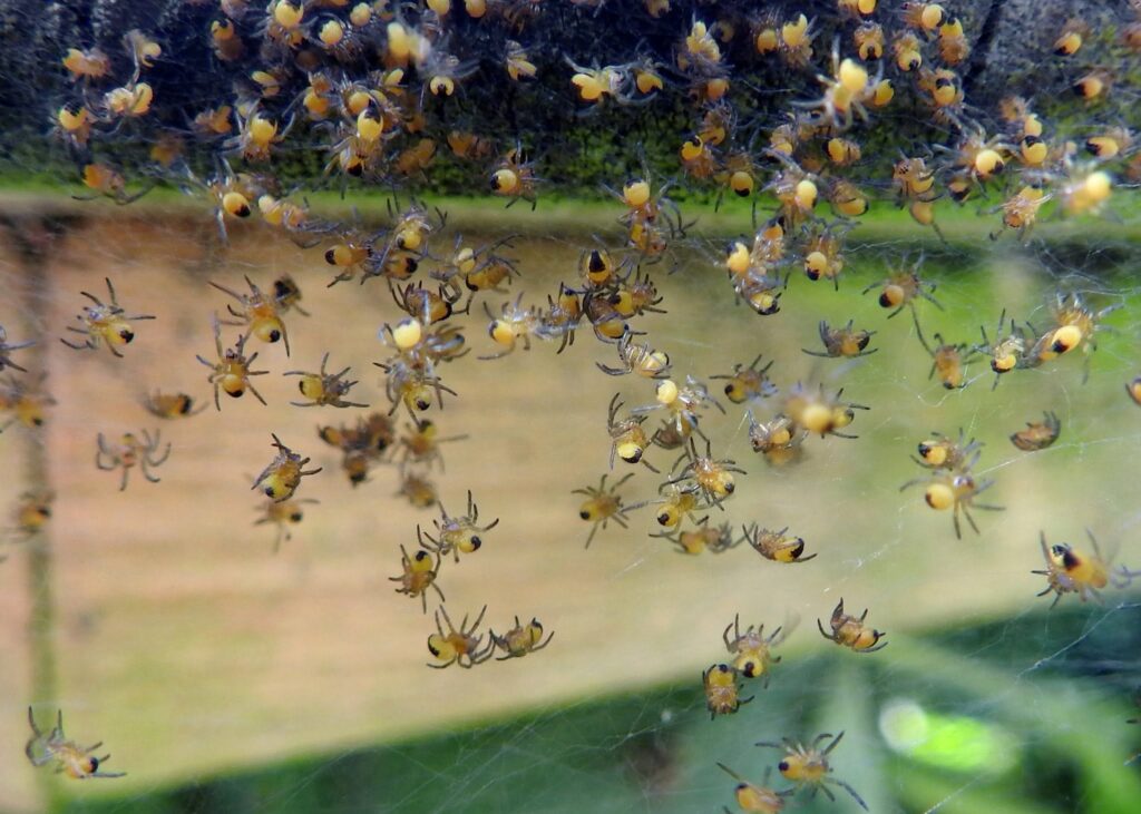 European Garden Spider (Araneus diadematus)  spiderlings