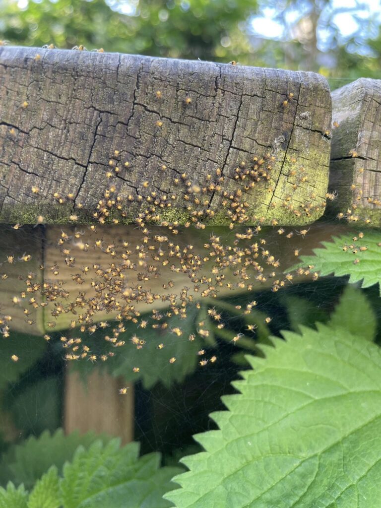 European Garden Spider (Araneus diadematus)  spiderlings