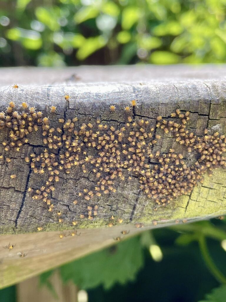 European Garden Spider (Araneus diadematus)  spiderlings