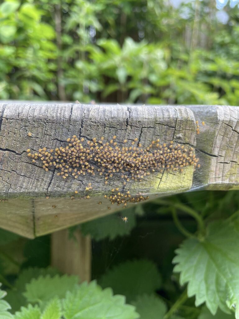 European Garden Spider (Araneus diadematus)  spiderlings