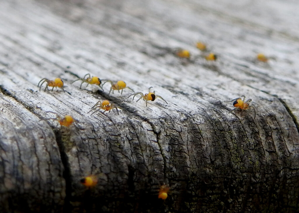 European Garden Spider (Araneus diadematus)  spiderlings