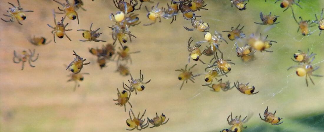 The Siblings of Silk – European Garden Spider (Araneus diadematus)