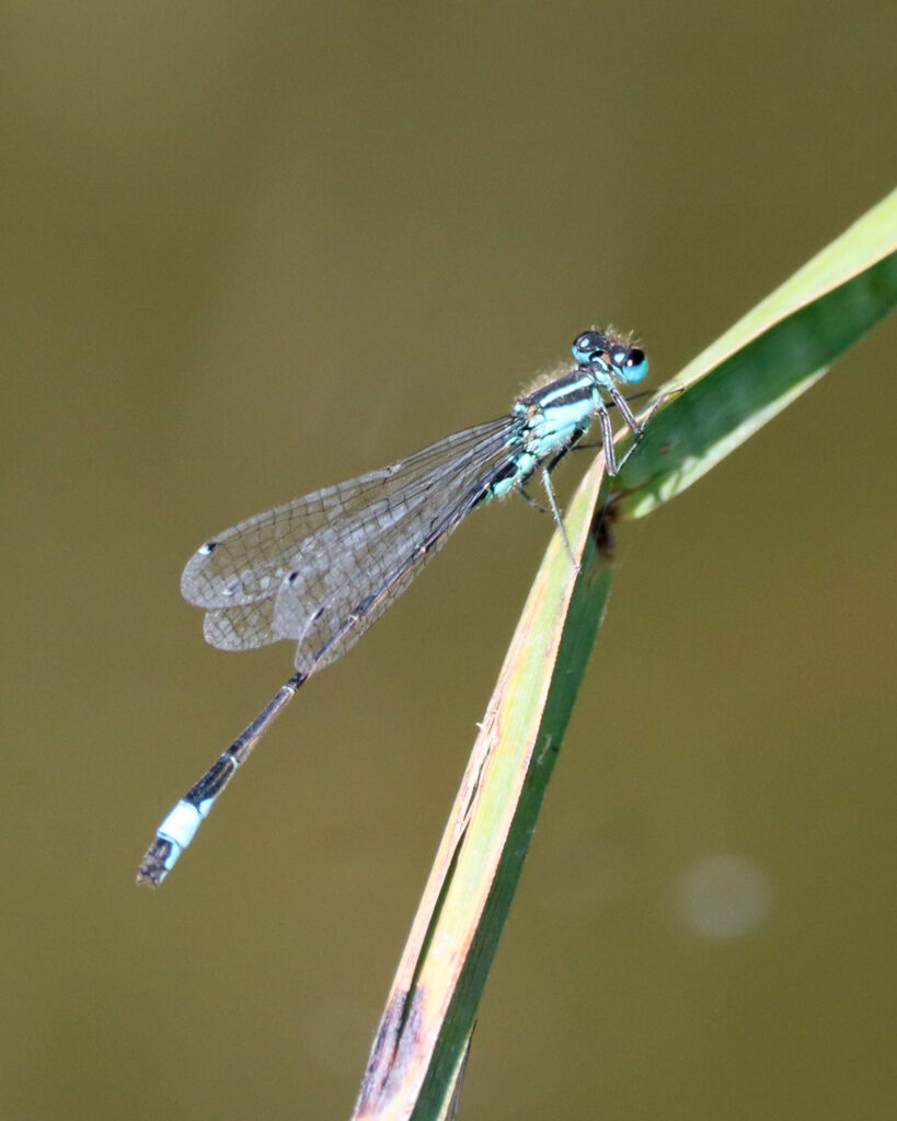 Blue-tailed damselfly