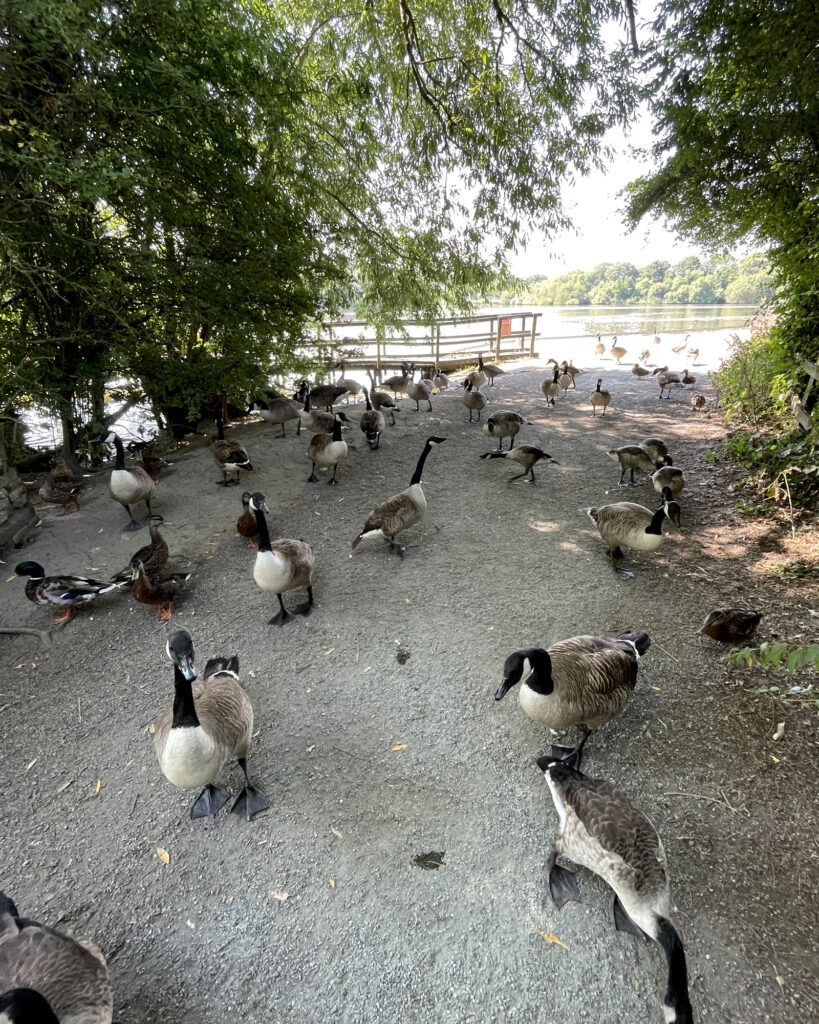 Canada geese