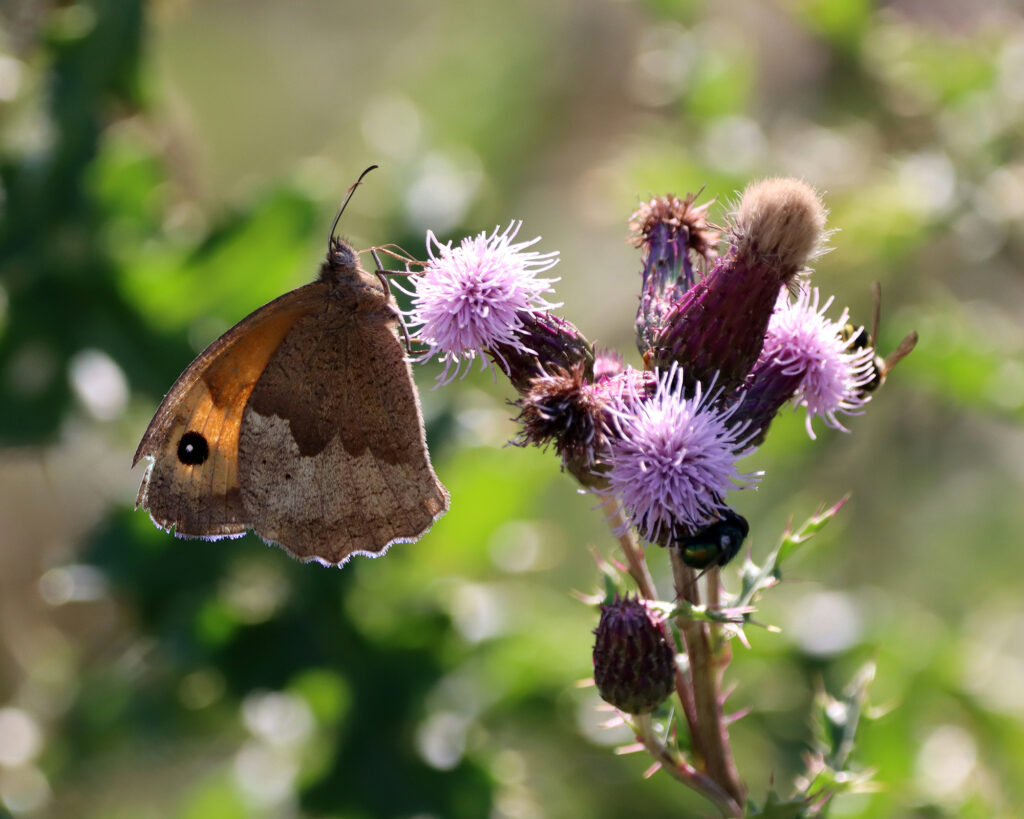 Meadow brown butterfly