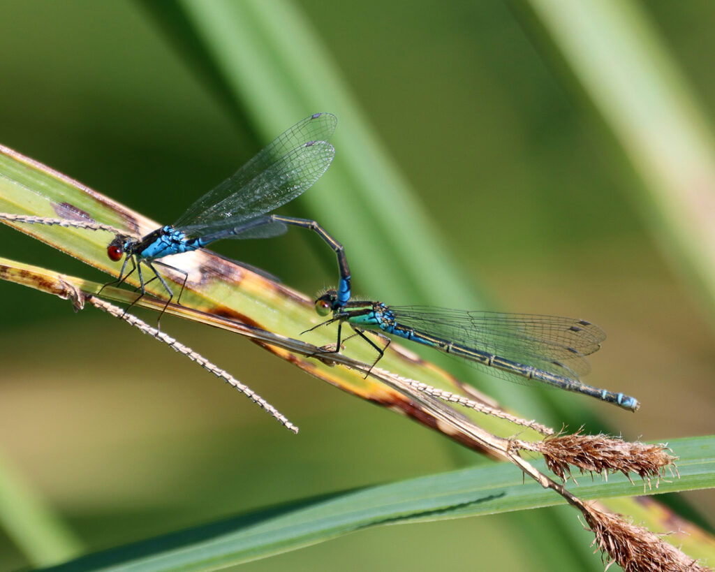 Red-eyed damselflies