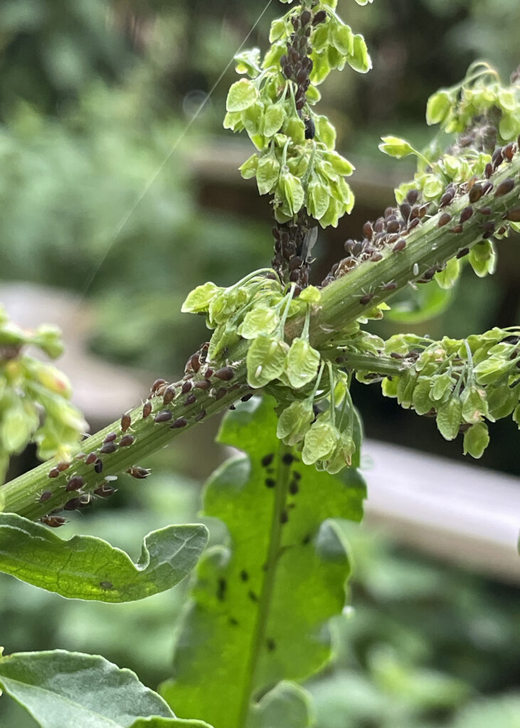 plant covered in aphids