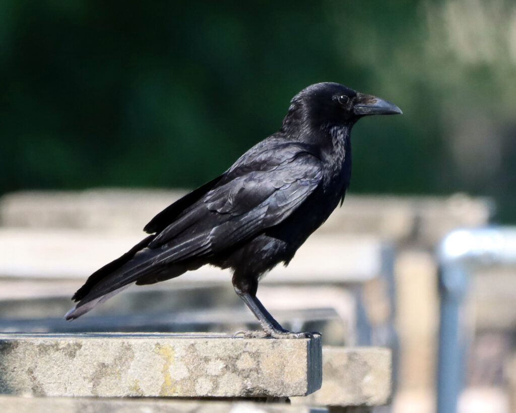 Carrion crow