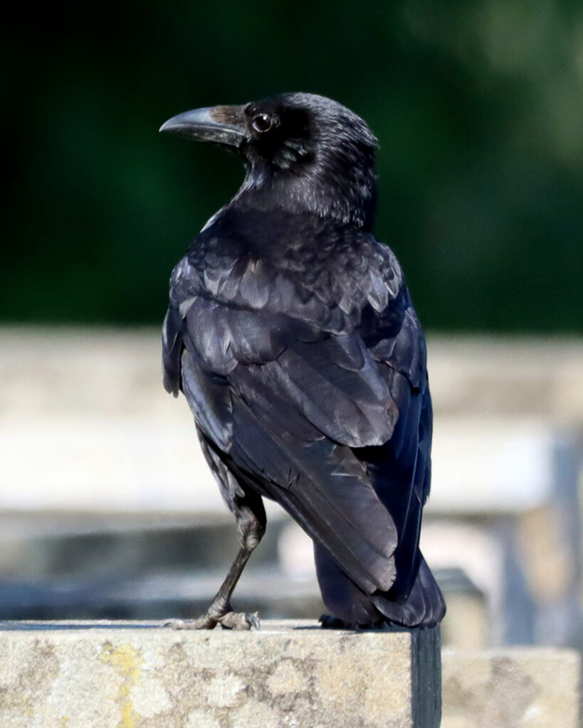 Carrion crow