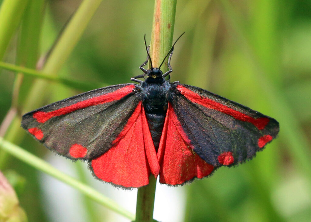 cinnabar moth